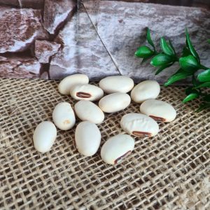 Fava de Oxalá