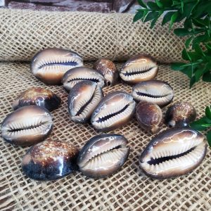 Búzio Marrom Africano - Unidade