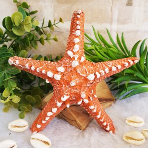 Estrela do Mar 15cm - Laranja