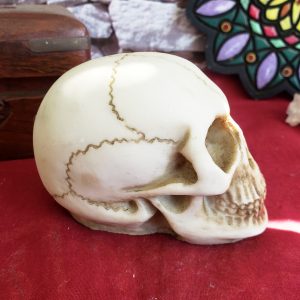 Crânio Darwin - Imagem 3