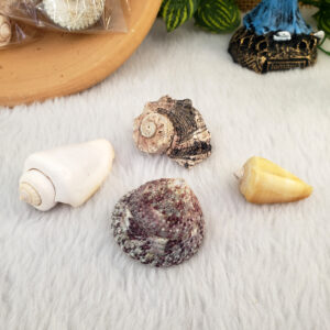 Mix de Conchas Mini - Imagem 7