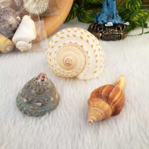 Mix de Conchas Mini