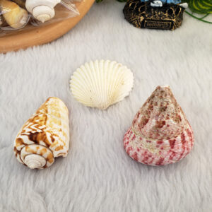 Mix de Conchas Mini - Imagem 4
