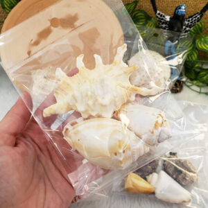 Mix de Conchas Mini - Imagem 5